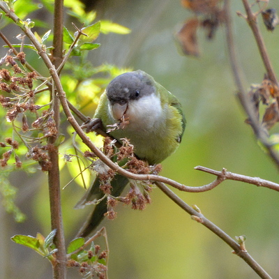 Gray-Hooded Parakeet